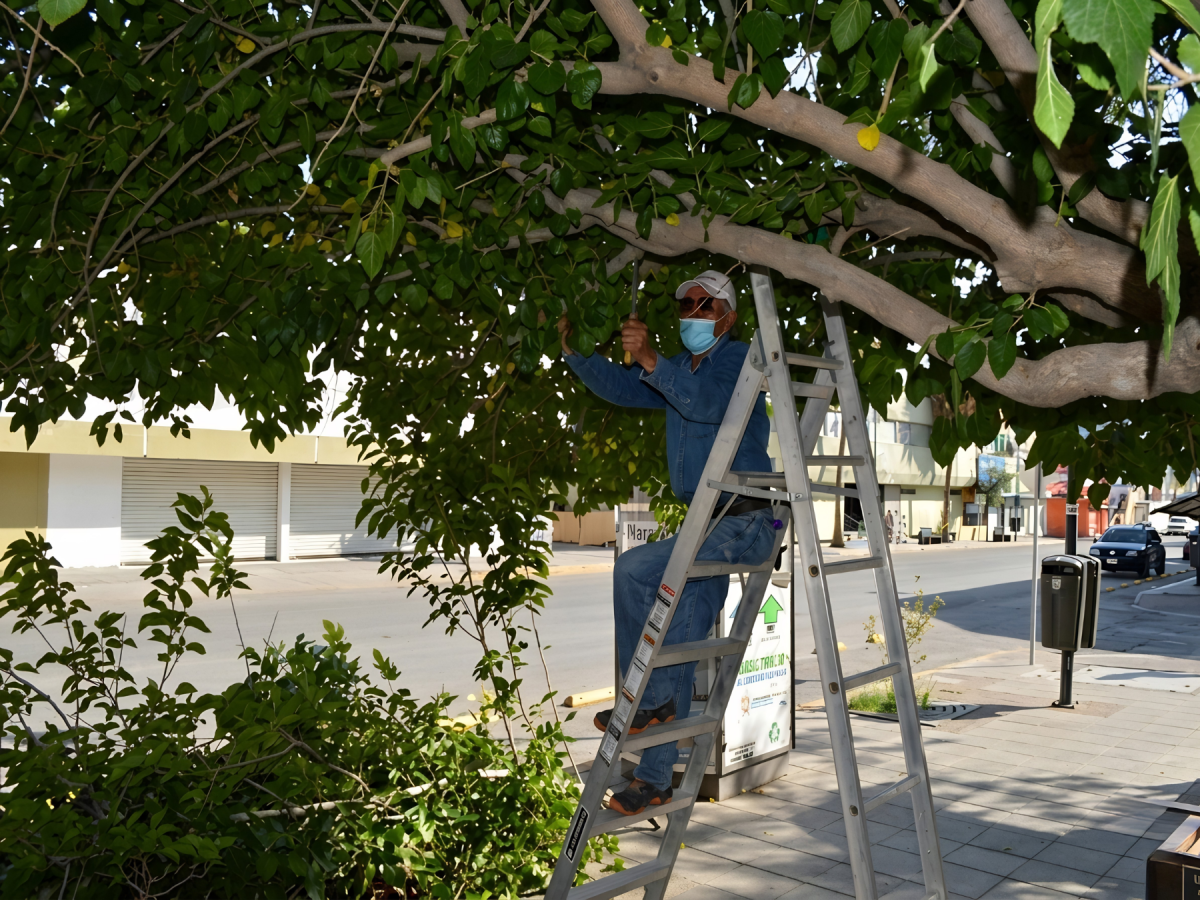 Poda y pasto artificial — jardín profesional