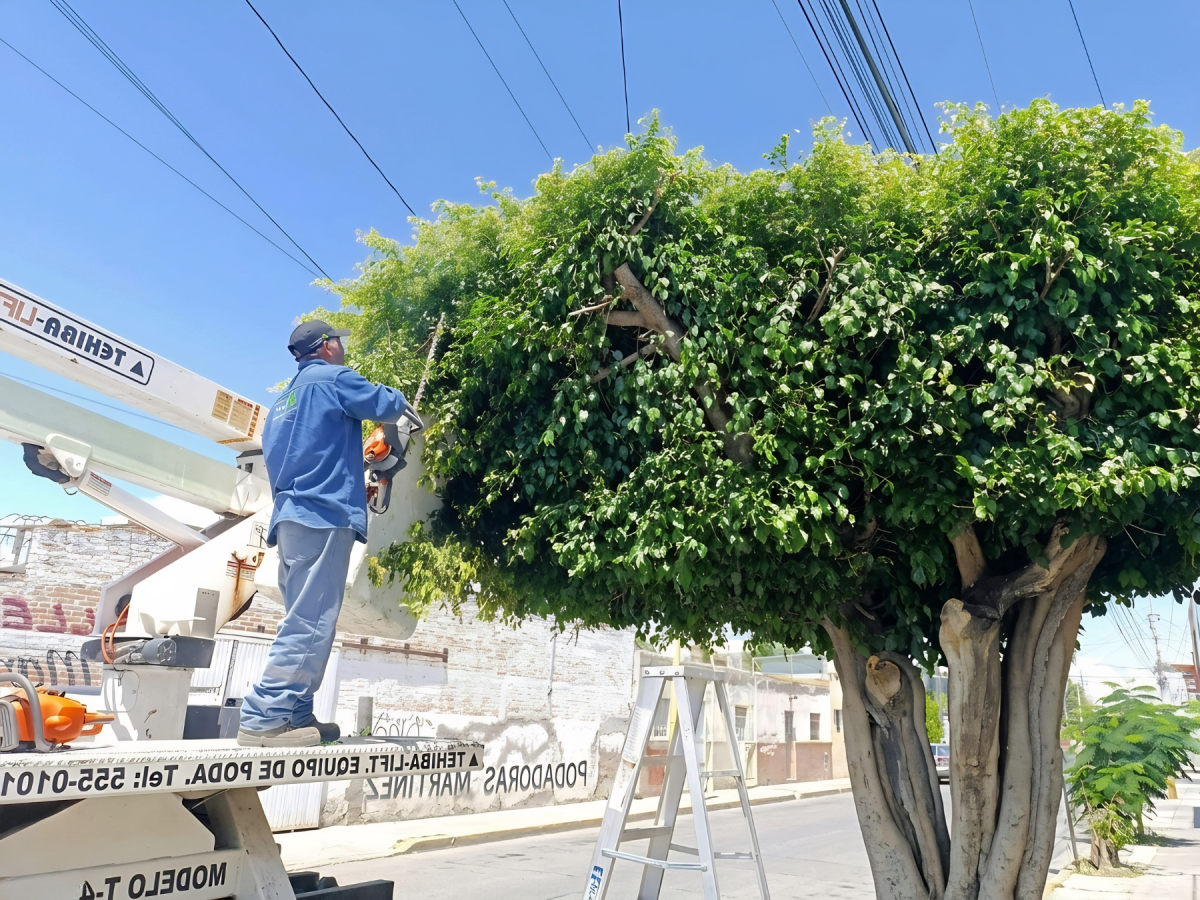 Poda y pasto artificial — instalación